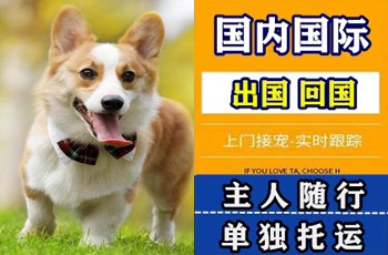 宝山区宠物托运公司宝山区宠物托运公司宝山区宠物托运公司